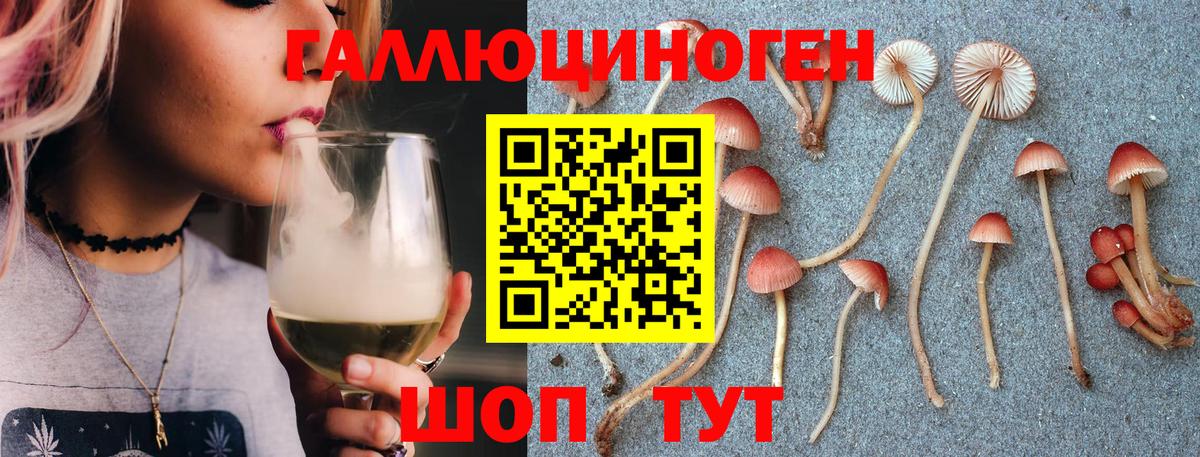 Псилоцибиновые грибы Psilocybine cubensis Тосно